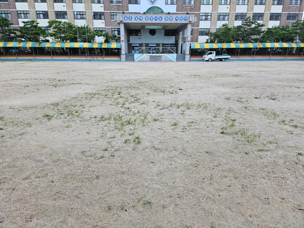 여수유치원 운동장 잡초 제거, 전문적인 안전 관리를 통한  깨끗하고 건강한 놀이터 만들기!