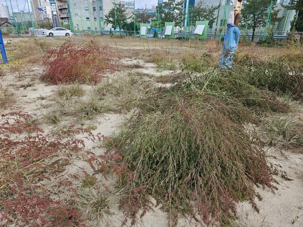 학교 운동장 안전, 전국산업안전으로  "영산동어린이집운동장 소금살포!" 관련 이미지