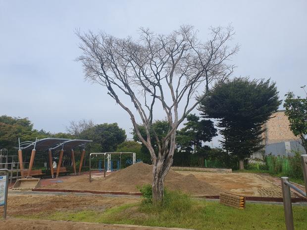 거제중학교 운동장 잡초 제거, 전문 케이스터디움으로 완벽하게!