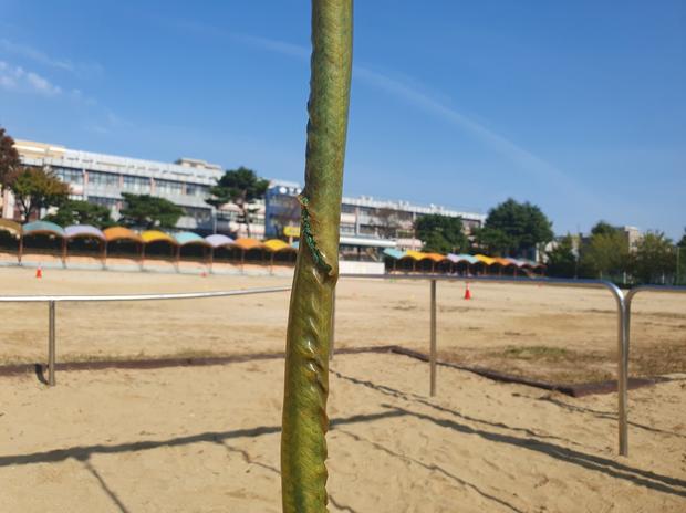 울산어린이집 운동장 교체 전문 케이스터디움, 혁신적인 시공으로 놀이터를 지켜봐!